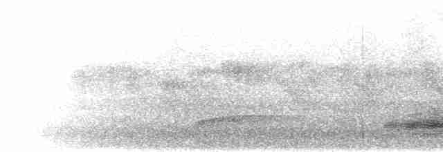 svartpannebuskvarsler - ML280431