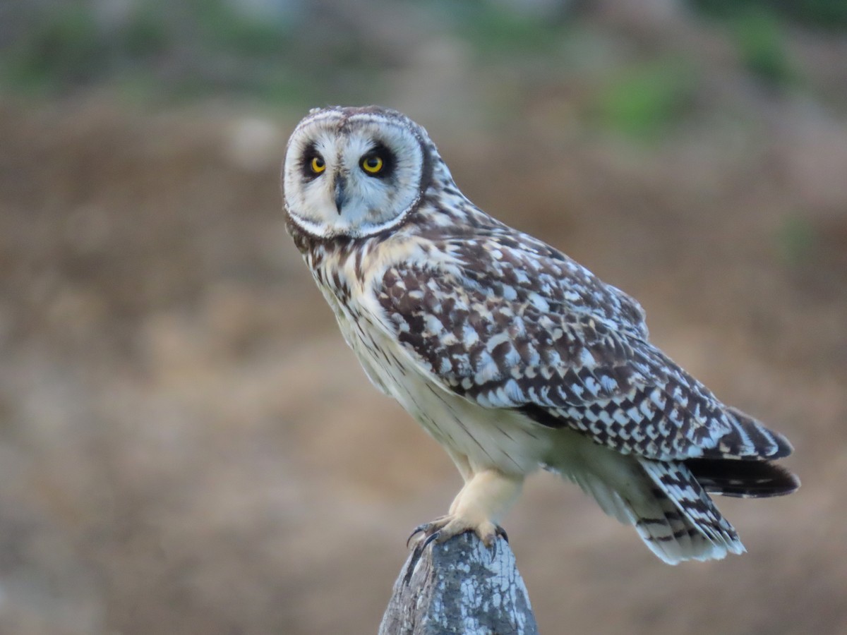 Short-eared Owl - Gabriela Contreras Buvinić