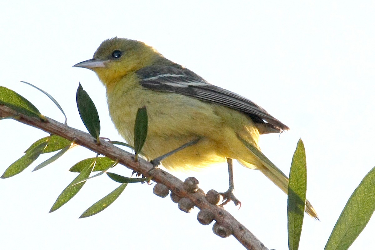 Orchard Oriole - ML28043421