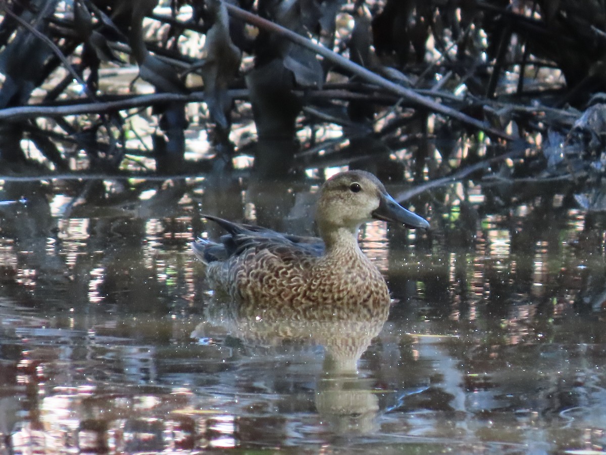 Blue-winged Teal - ML280434981