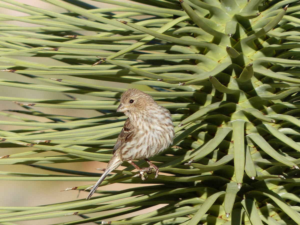 House Finch - Chad Fike