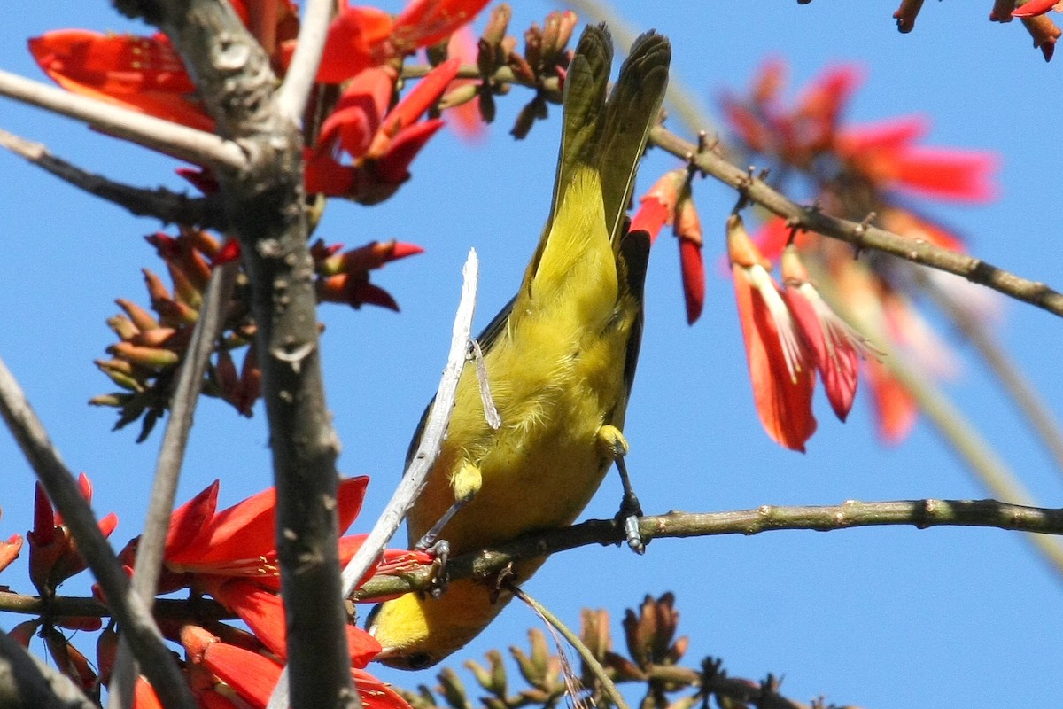Orchard Oriole - ML28043521