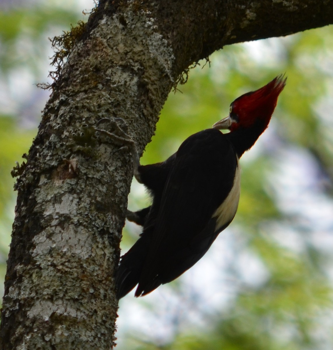 Cream-backed Woodpecker - ML280438011