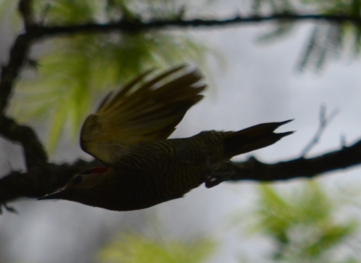 Golden-olive Woodpecker - ML280438071