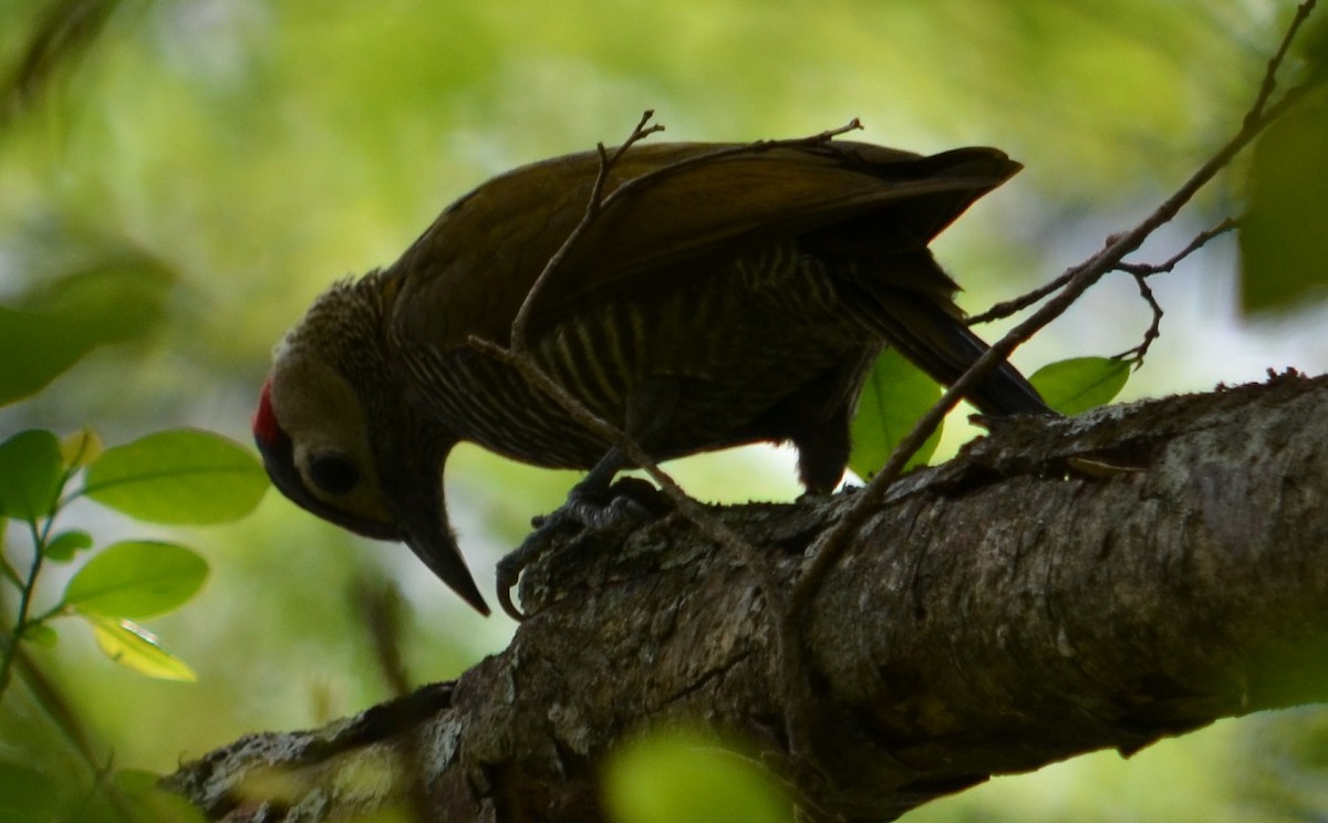 Golden-olive Woodpecker - ML280438101