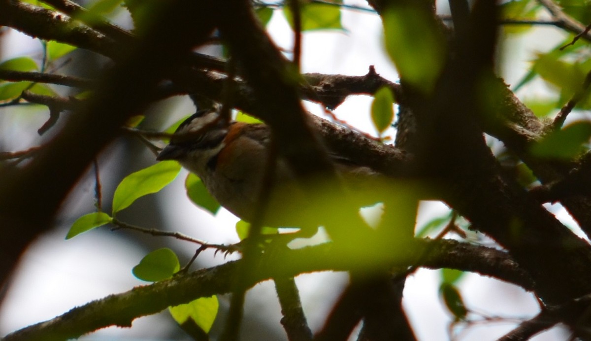 Rufous-collared Sparrow - ML280439181