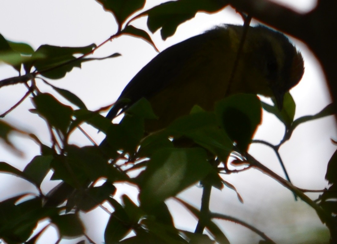 Golden-crowned Warbler - ML280439301