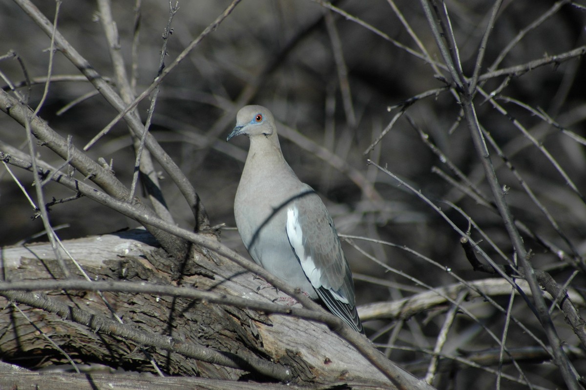 White-winged Dove - ML280440891