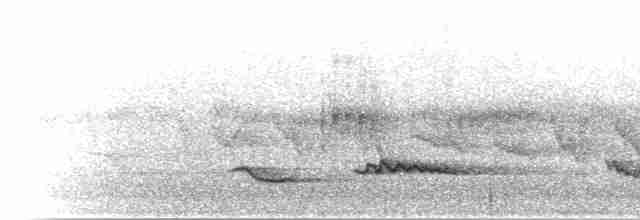 Cossyphe à poitrine blanche - ML280443