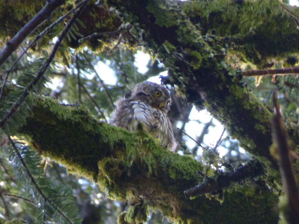Eurasian Pygmy-Owl - ML280448431