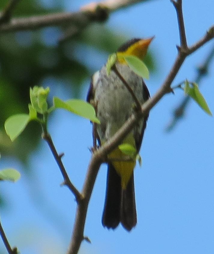 Yellow-backed Tanager - ML280448621