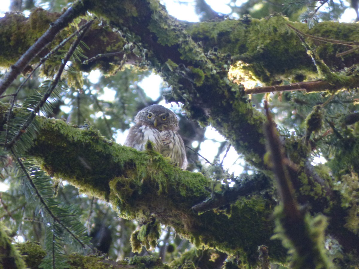 Eurasian Pygmy-Owl - R Gardner