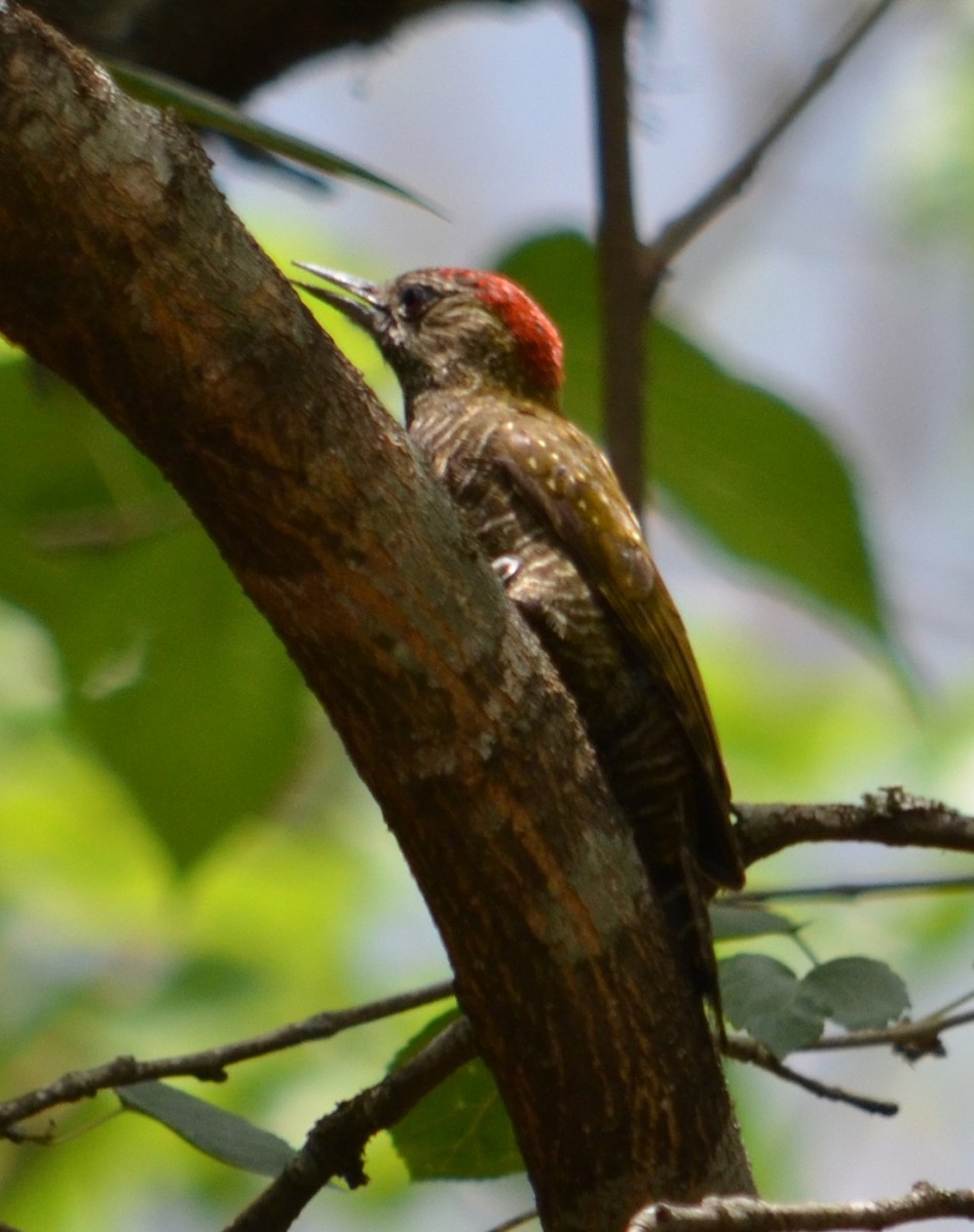 Dot-fronted Woodpecker - ML280454221