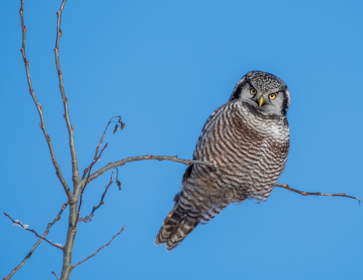 Northern Hawk Owl - Chris McDonald