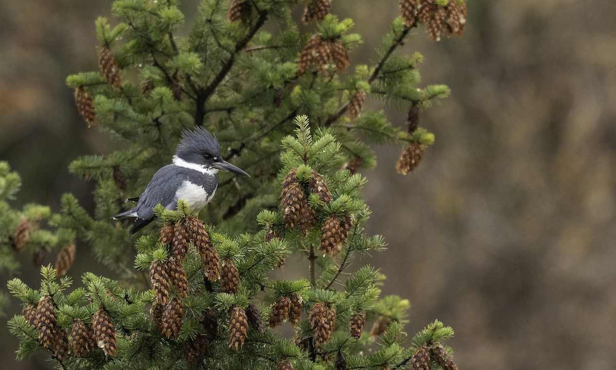 Belted Kingfisher - ML280462131