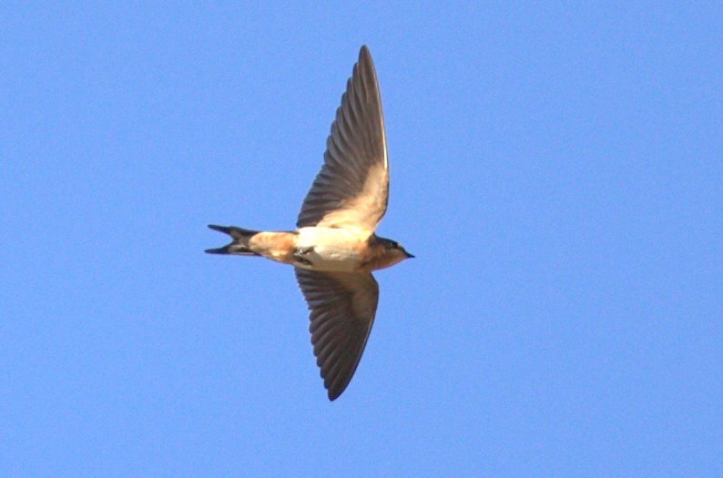 Barn Swallow - Mat Gilfedder