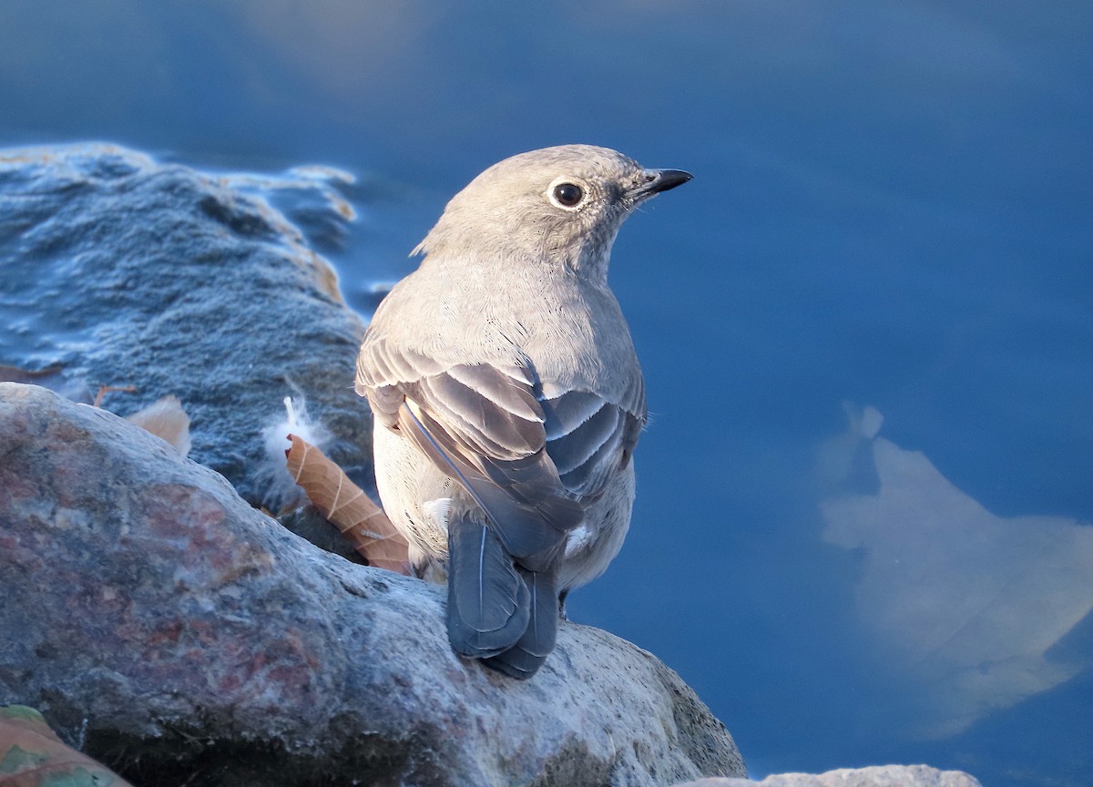 Townsend's Solitaire - ML280471811