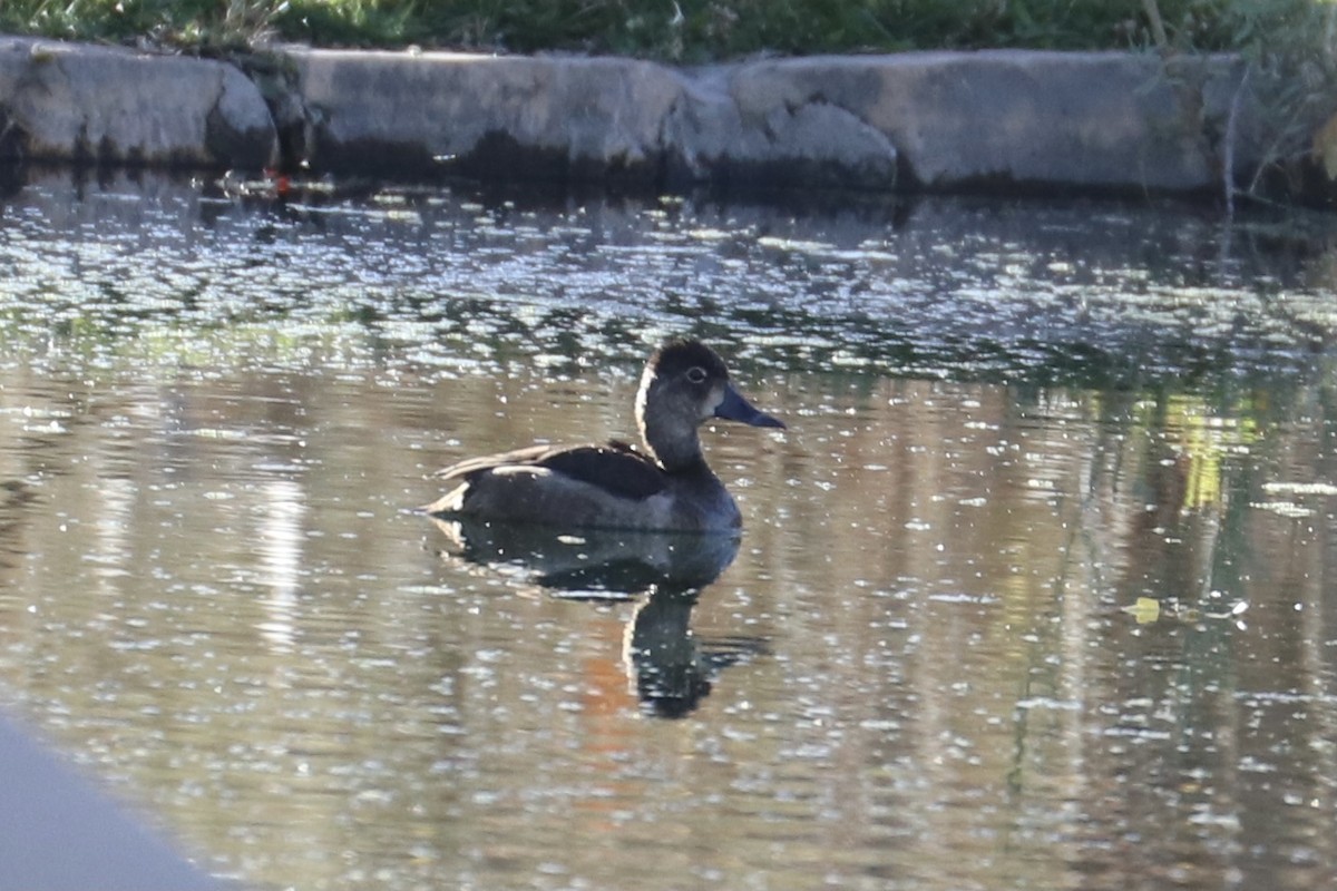Ring-necked Duck - ML280475321