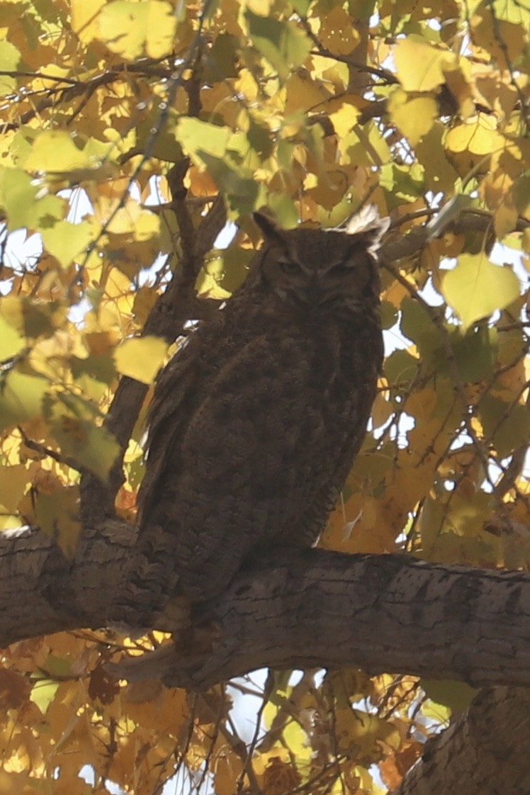 Great Horned Owl - ML280477201