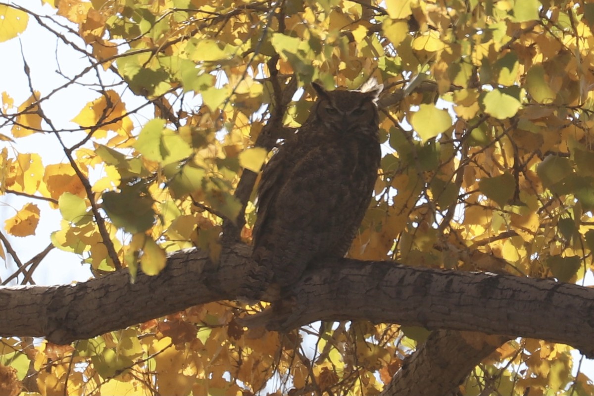 Great Horned Owl - ML280477211