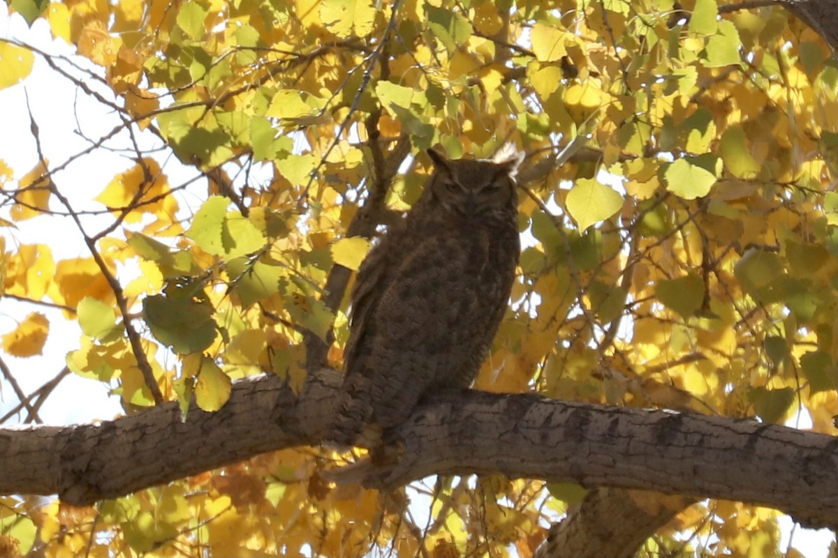 Great Horned Owl - ML280477221