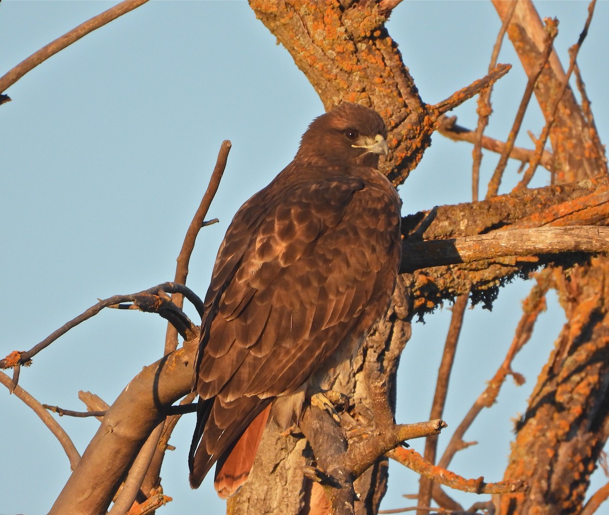 Red-tailed Hawk - ML280479061