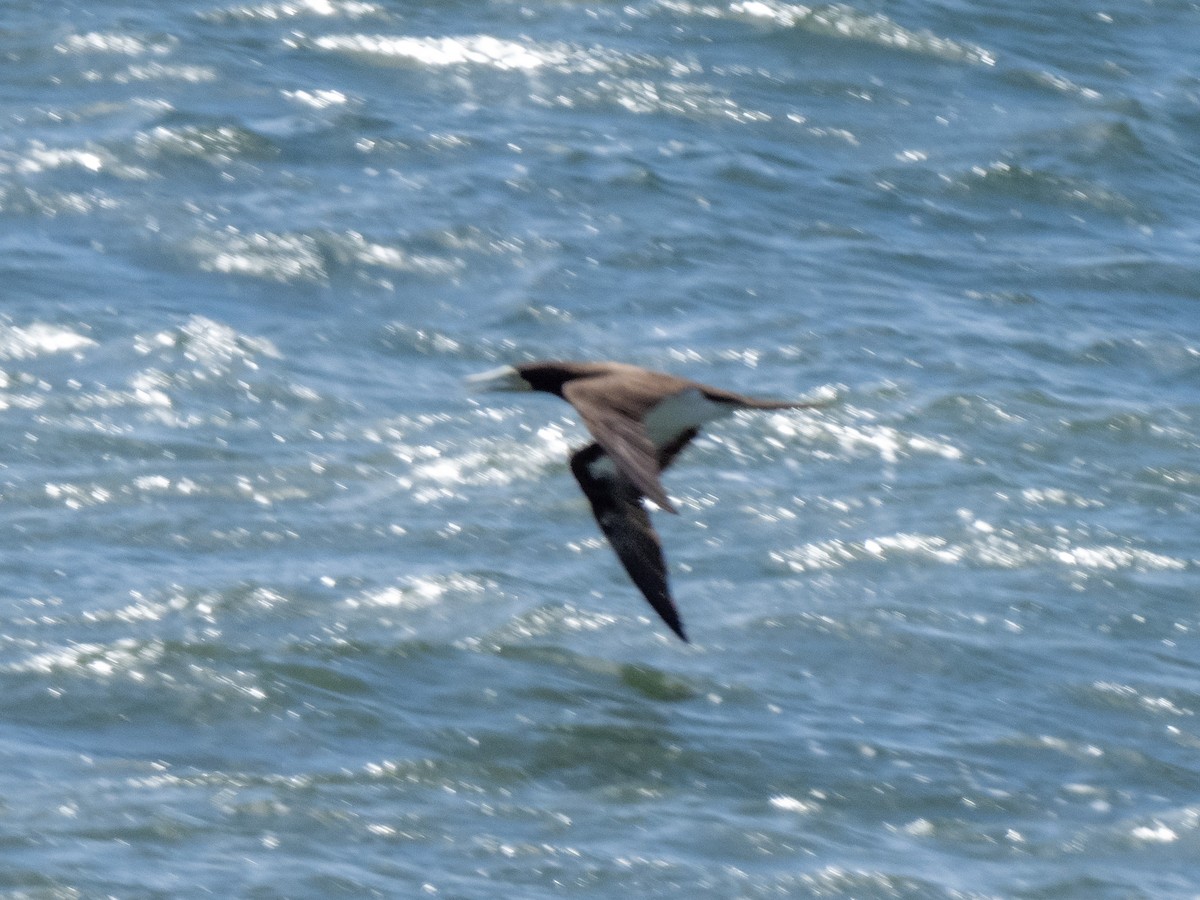 Brown Booby - ML280485421
