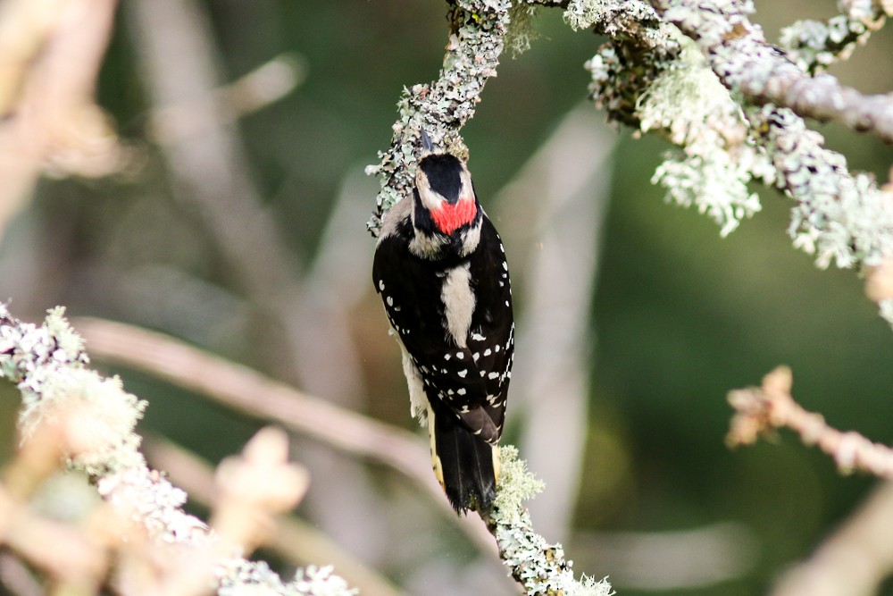 Downy Woodpecker - ML280486891