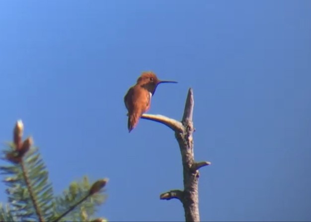 Rufous Hummingbird - Timothy Bird