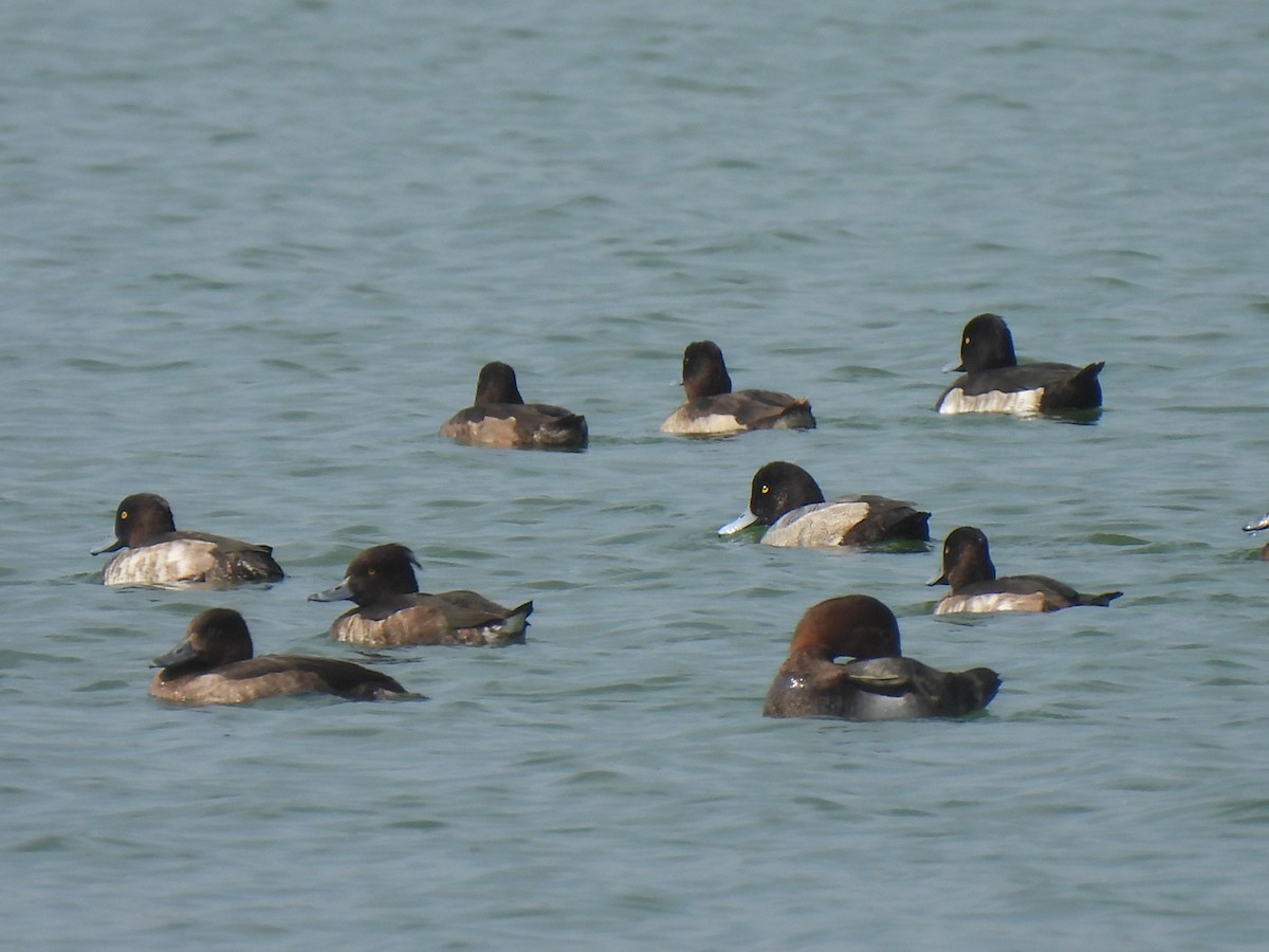 Greater Scaup - ML280494671