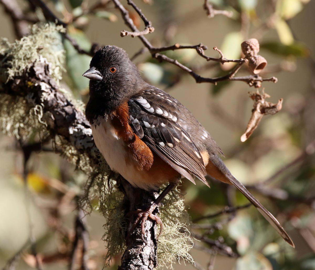 Spotted Towhee - ML280496931