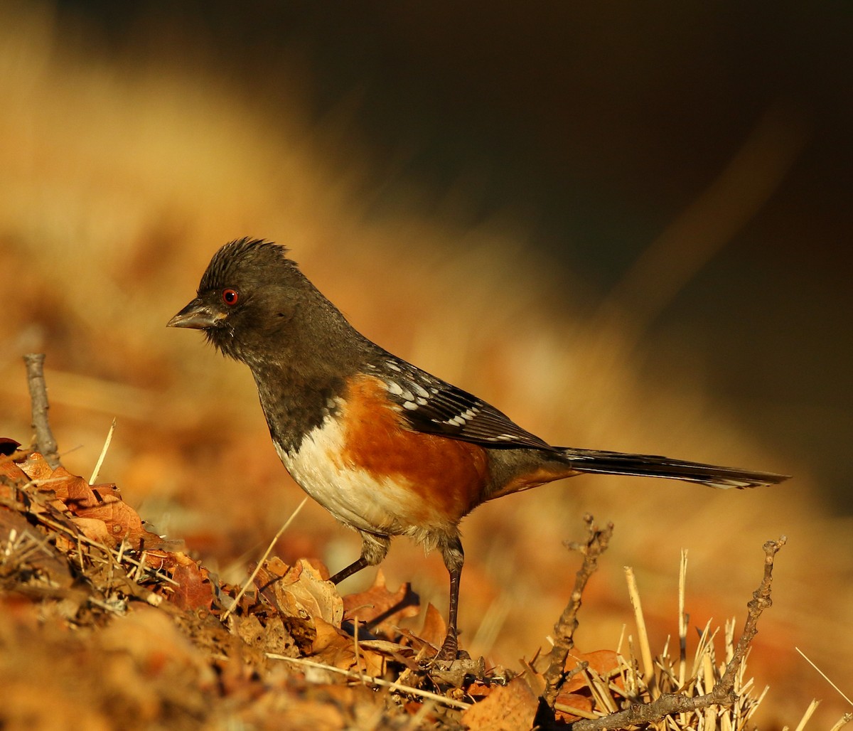 Spotted Towhee - ML280497091