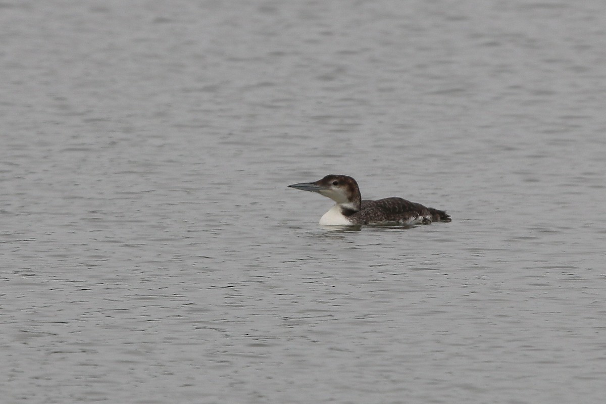 Common Loon - Andy Wilson