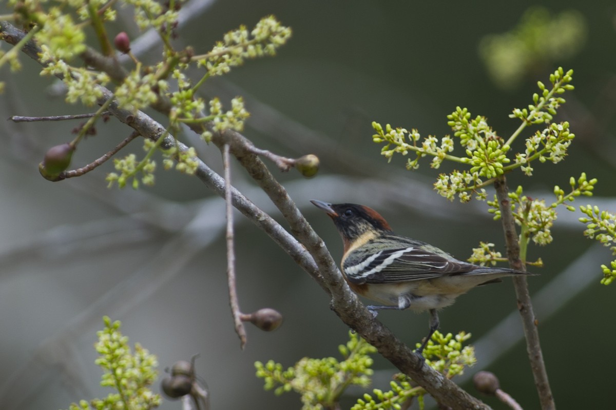 Bay-breasted Warbler - ML28050131