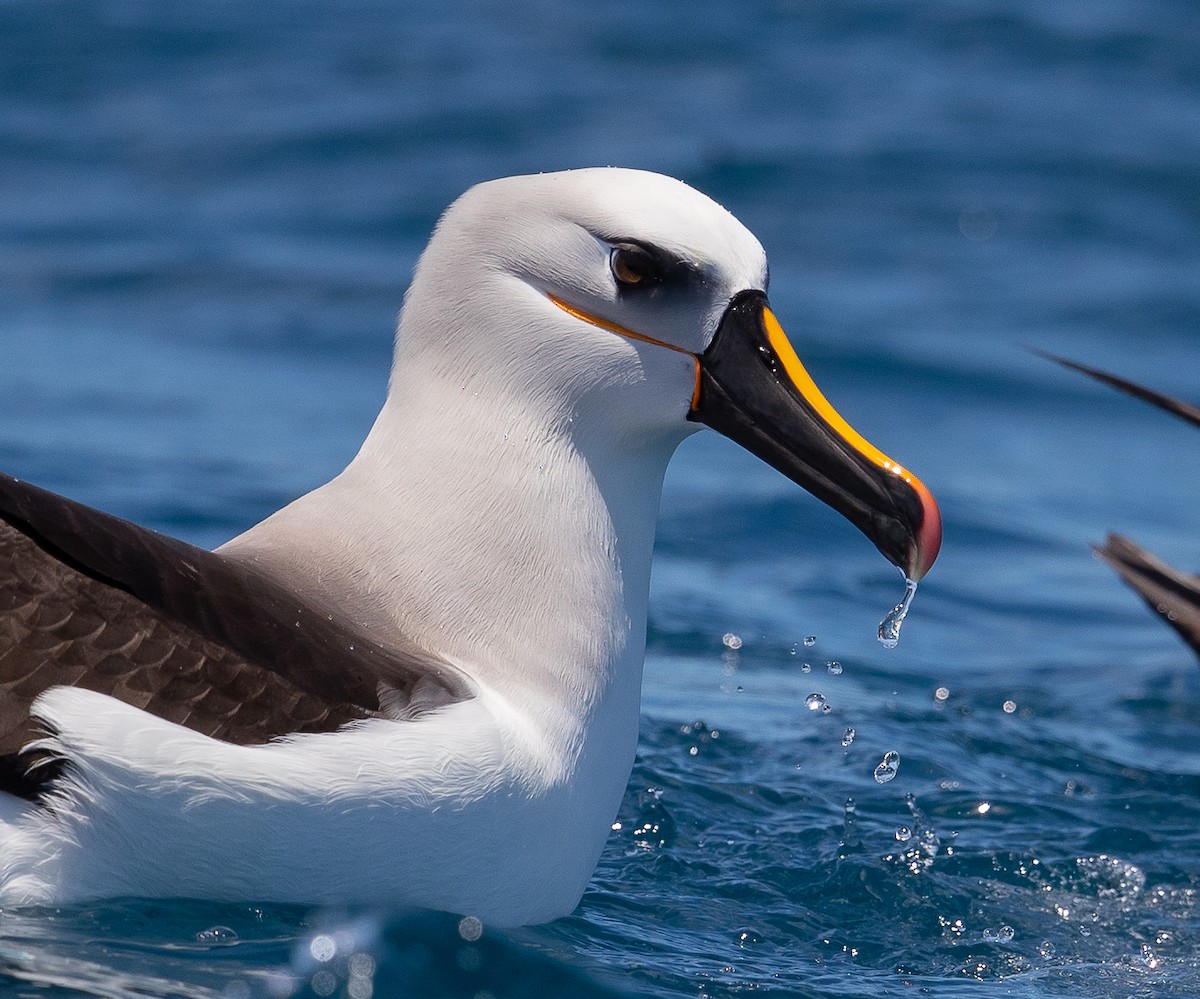 Atlantic/Indian Yellow-nosed Albatross - ML280504721
