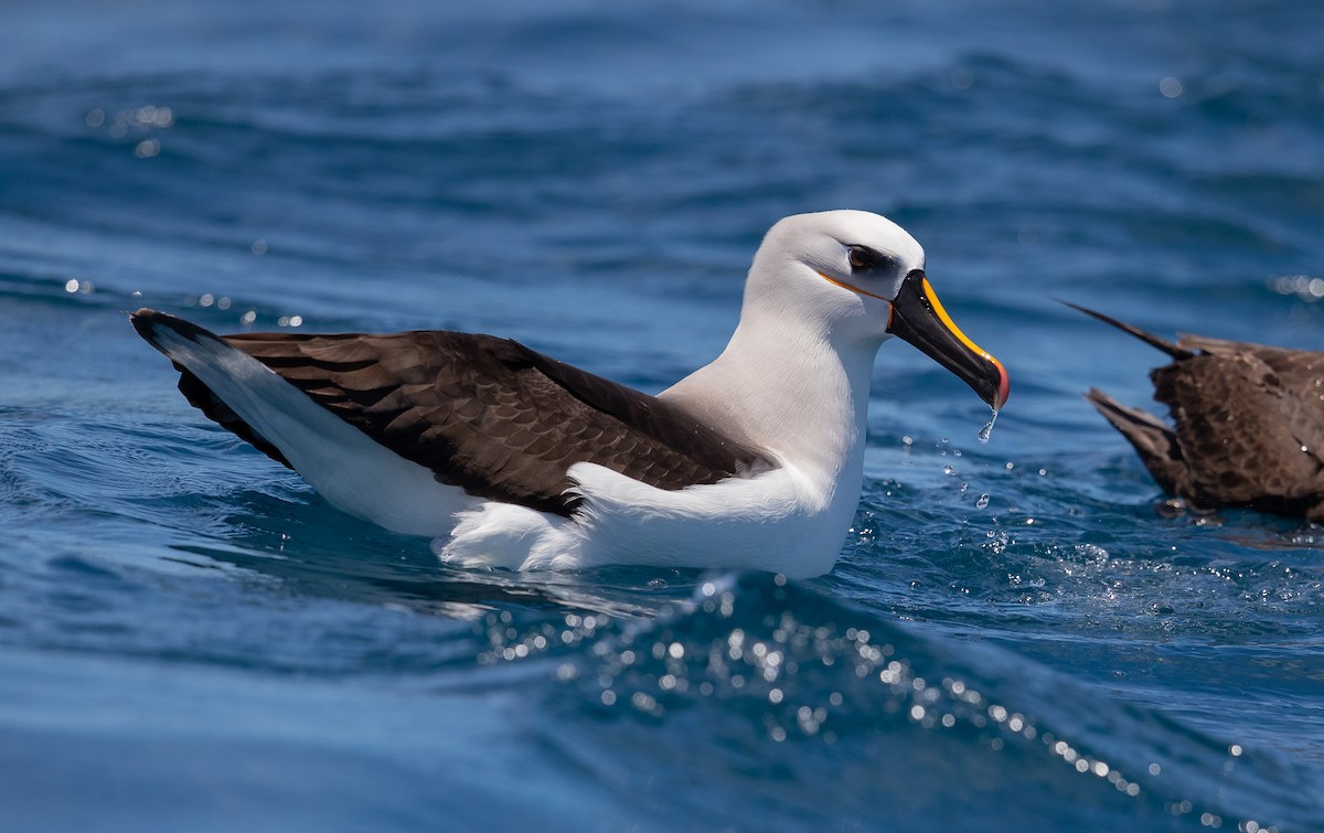 albatros pestrozobý/Carterův - ML280504831