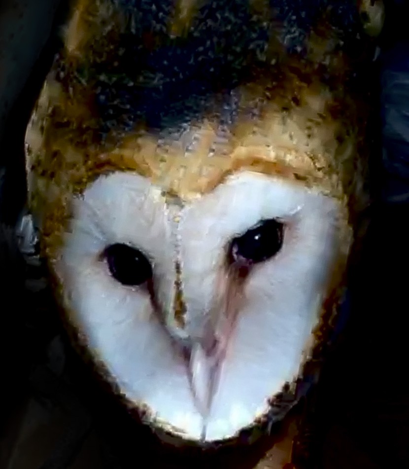 Barn Owl - Tom Devecseri
