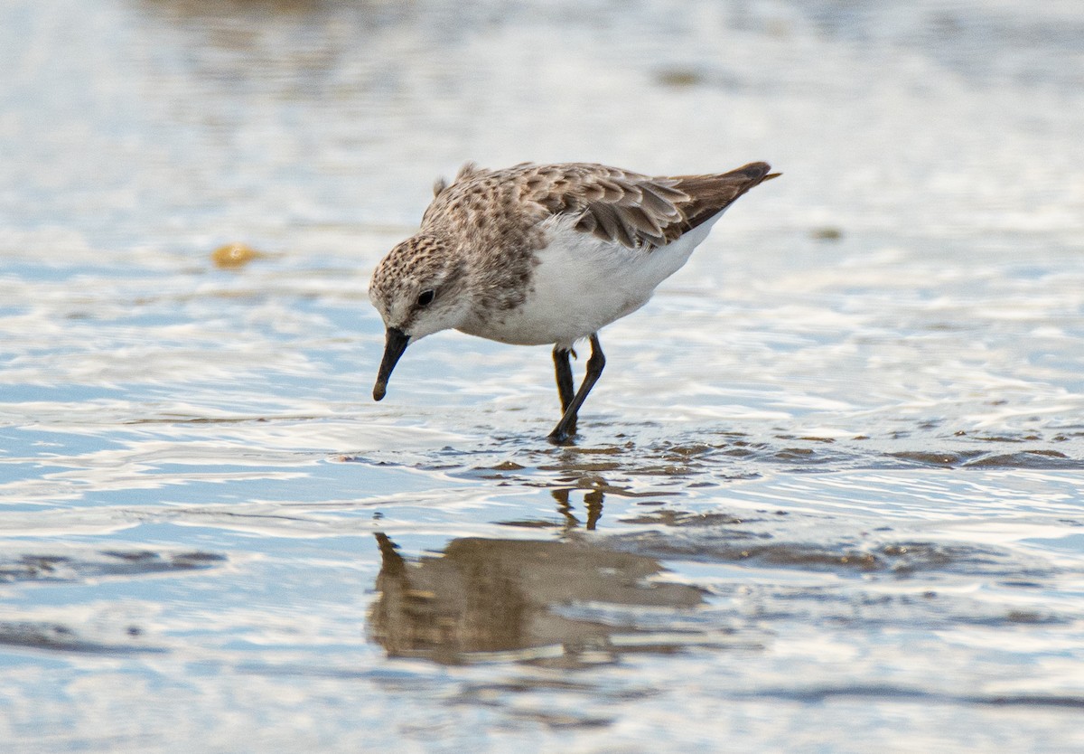 Red-necked Stint - Leslie Feasey