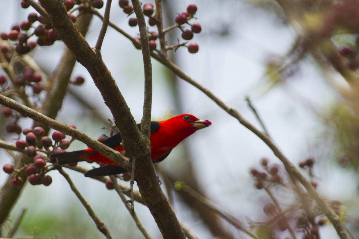 Scarlet Tanager - ML28050601