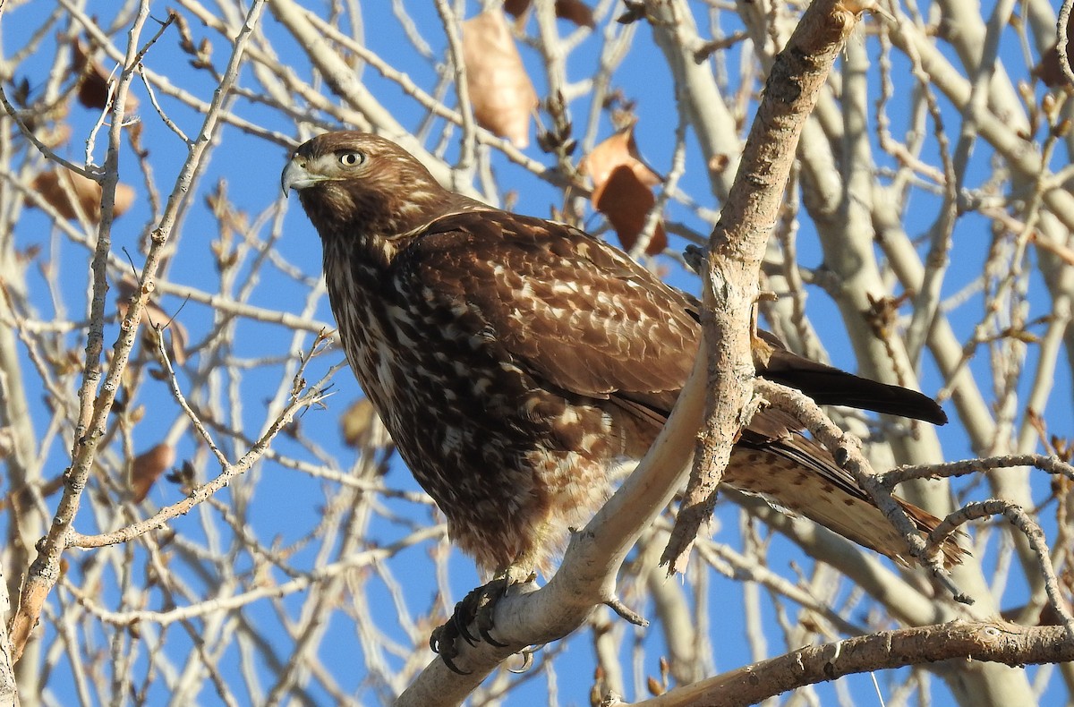 Red-tailed Hawk - ML280506671