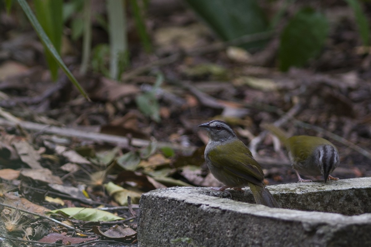 Green-backed Sparrow - ML28050671