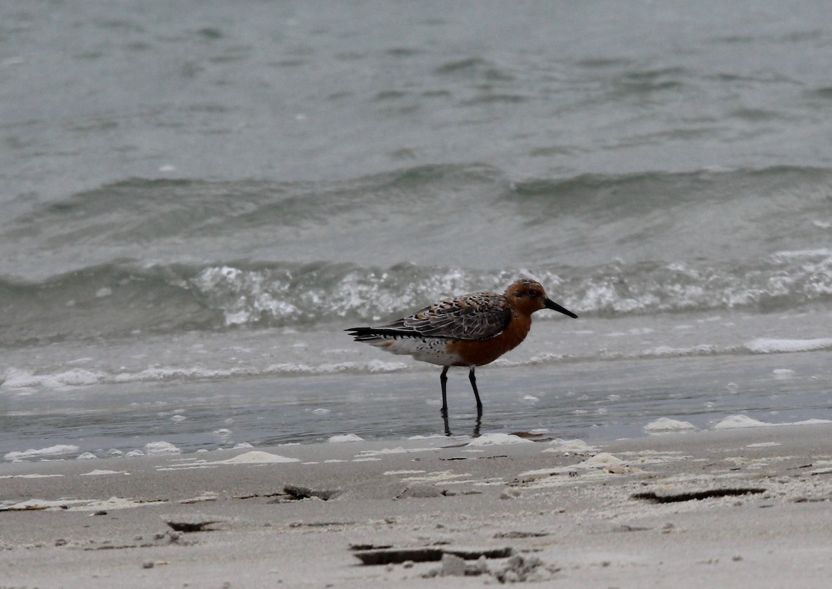 Red Knot - Daniel S.