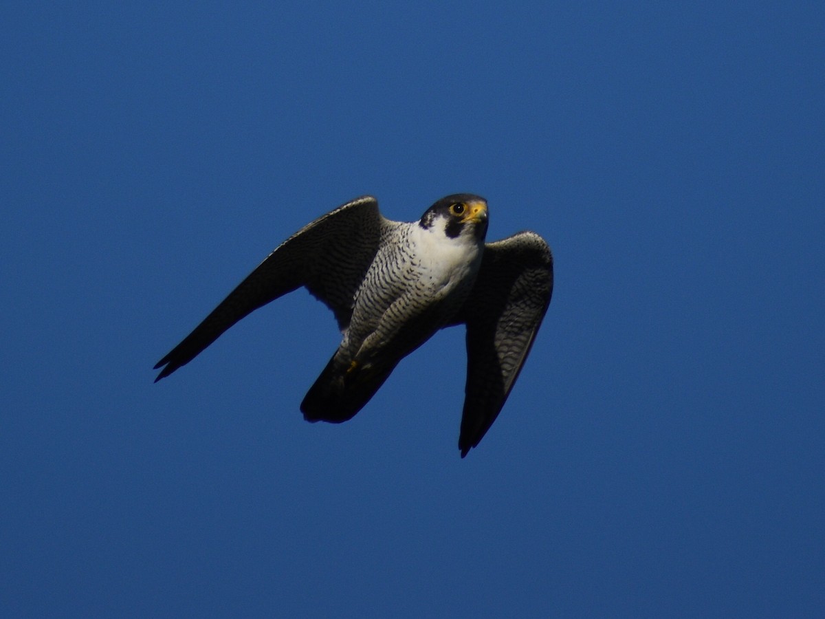 Peregrine Falcon (Tundra) - Franco Eyzaguirre
