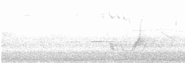 Кущовик тасманійський - ML280517411