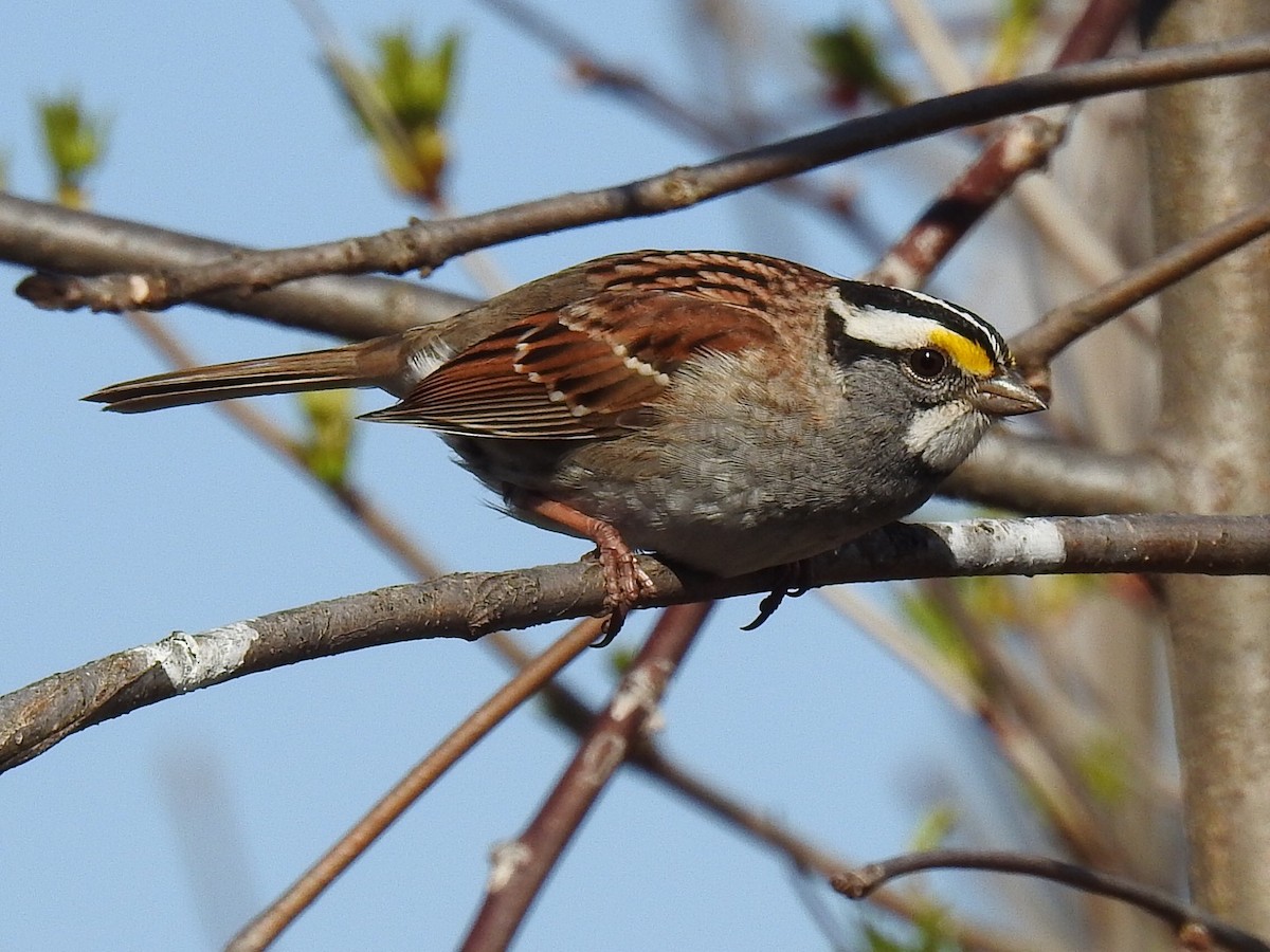 White-throated Sparrow - Alec Napier