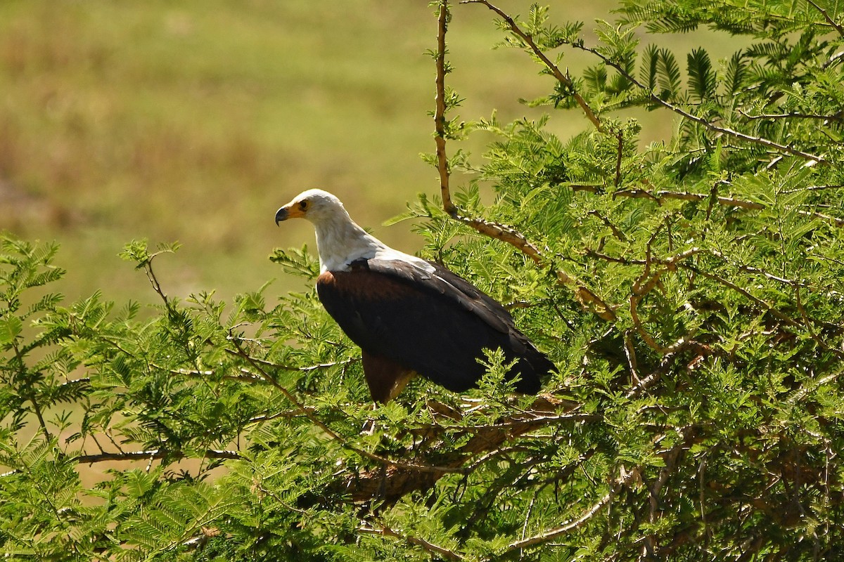 African Fish-Eagle - ML280518411