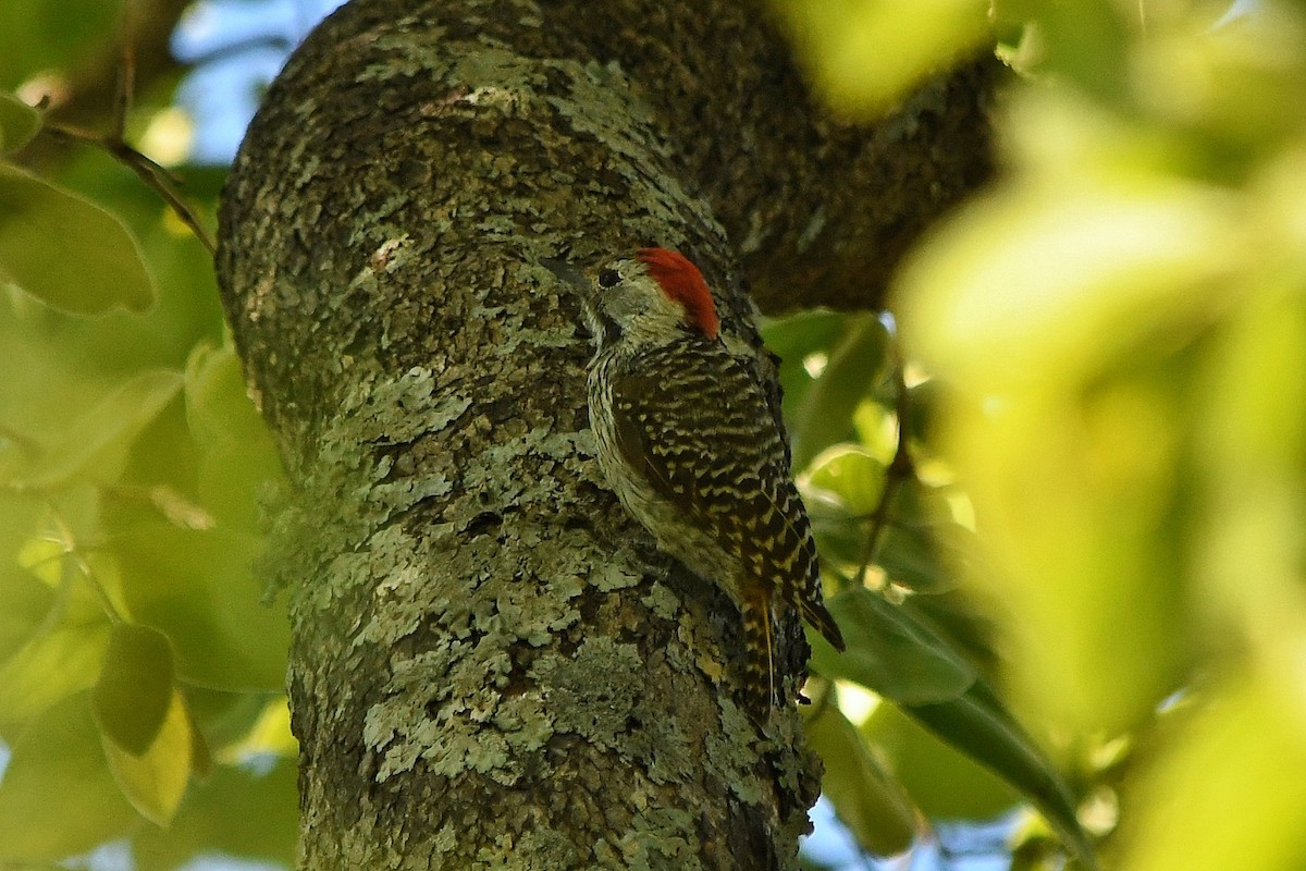 Cardinal Woodpecker - graham cochrane