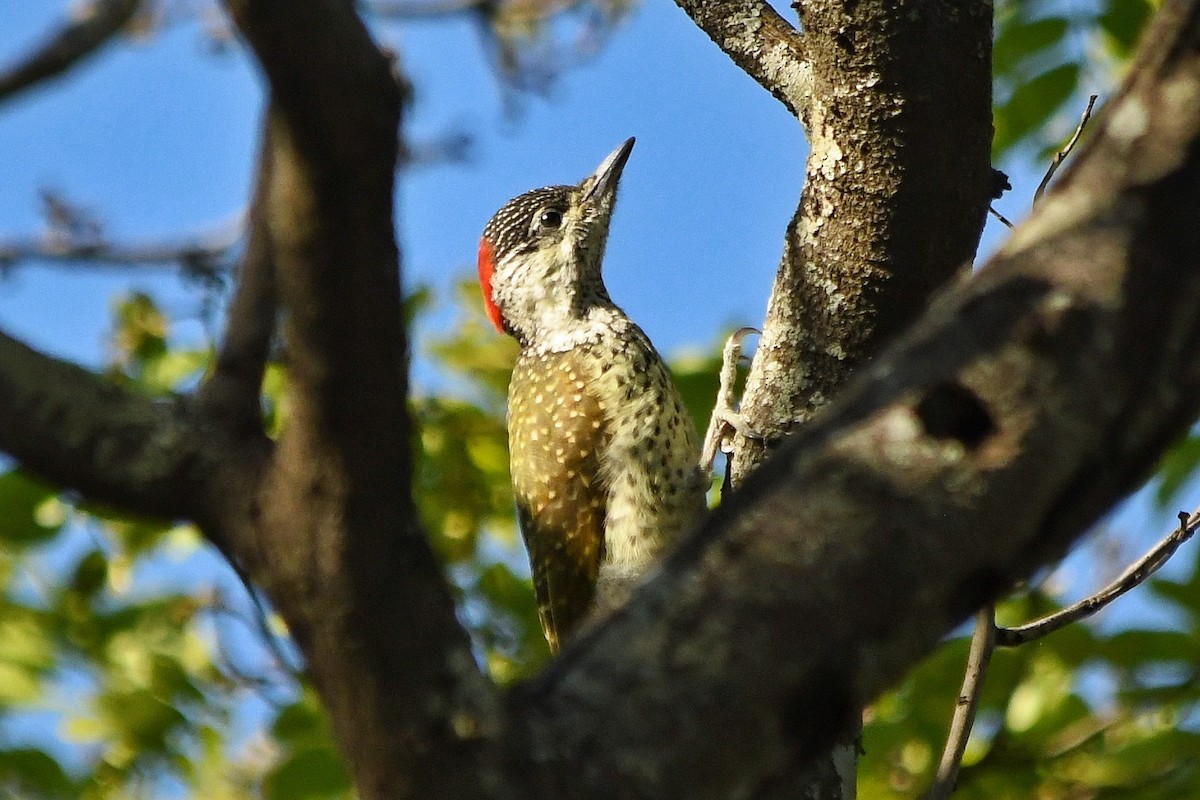 Golden-tailed Woodpecker - ML280518451