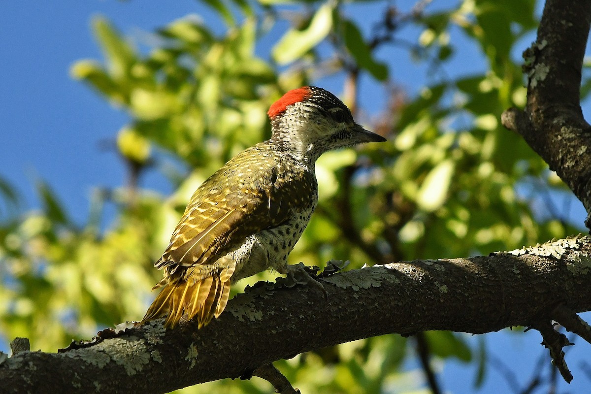 Golden-tailed Woodpecker - ML280518491