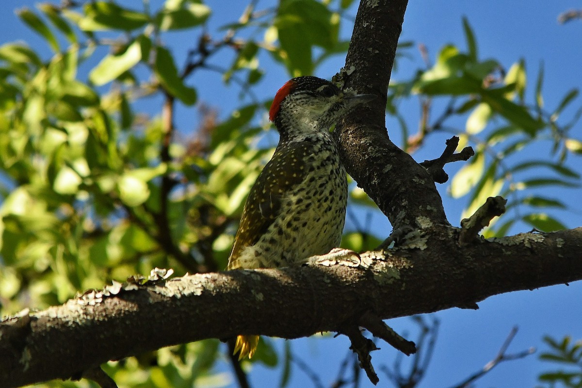 Golden-tailed Woodpecker - ML280518501